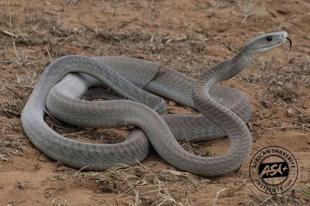 Black Mamba in Tanzania